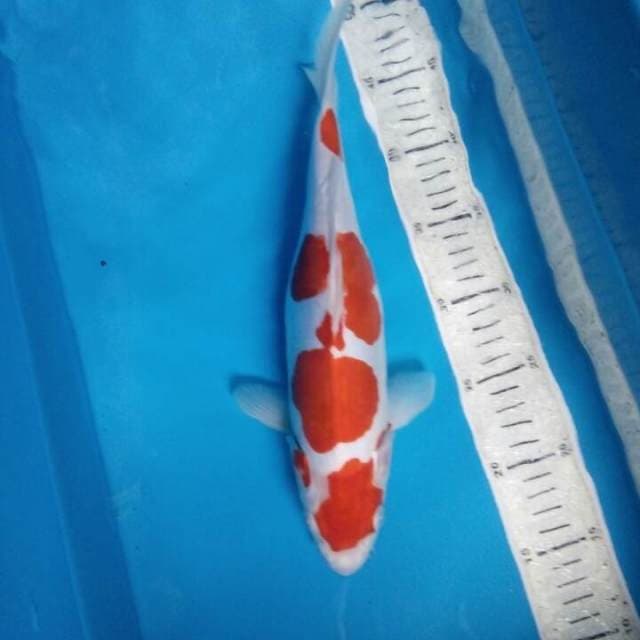 Khohaku doit 31cm