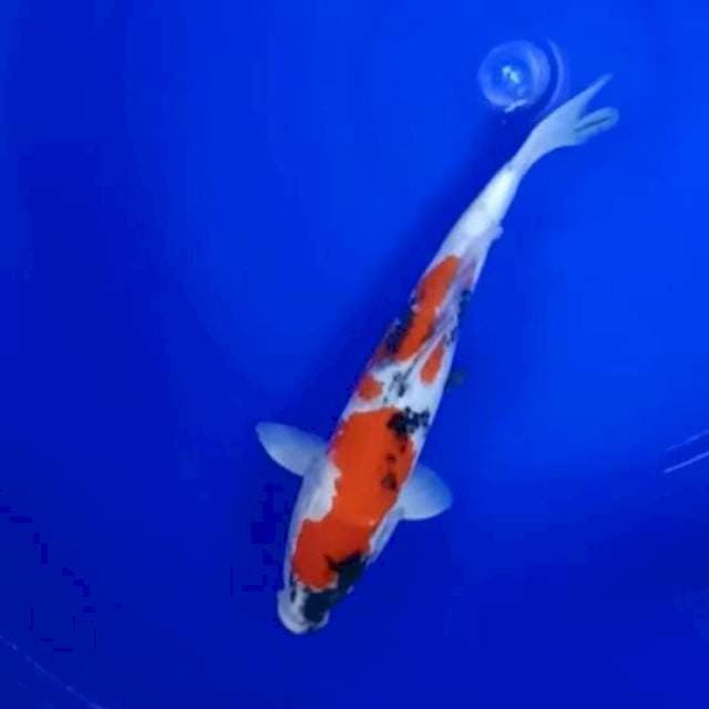 Kinday showa 30 cm