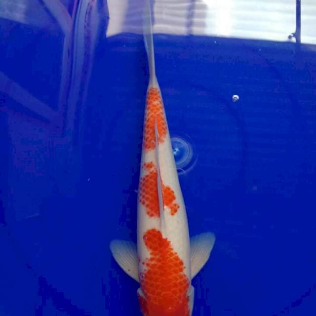 Kohaku f1 kucibeni 36 cm