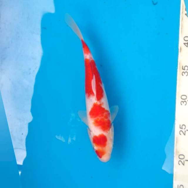 Kohaku 1