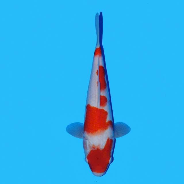 Kohaku