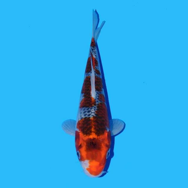 Goshiki