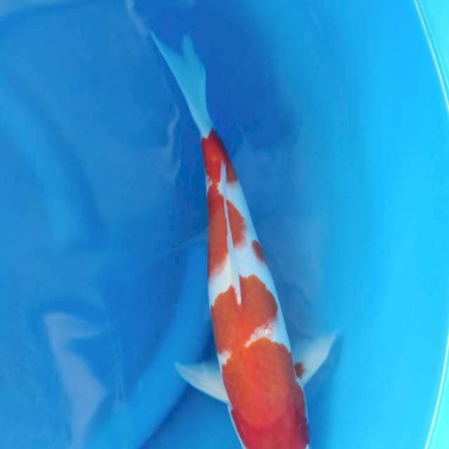 KOHAKU F1