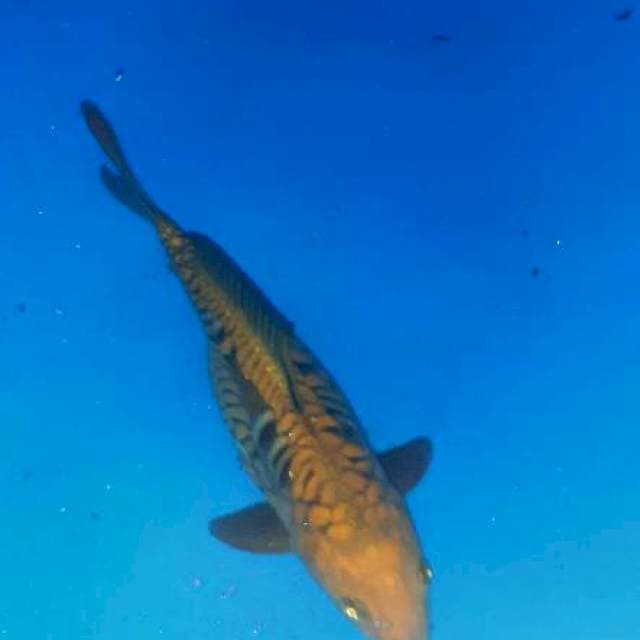 Chagoi sisik naga 33cm