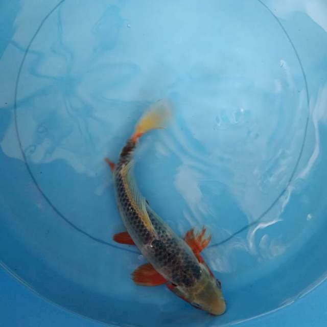 Asagi 25 CM