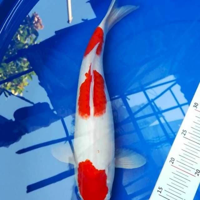 Step 3 kohaku