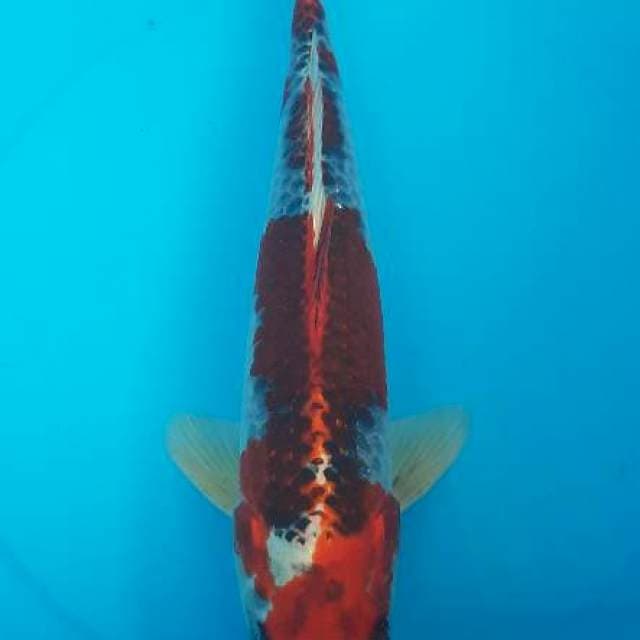 Kujaku red male 31cm