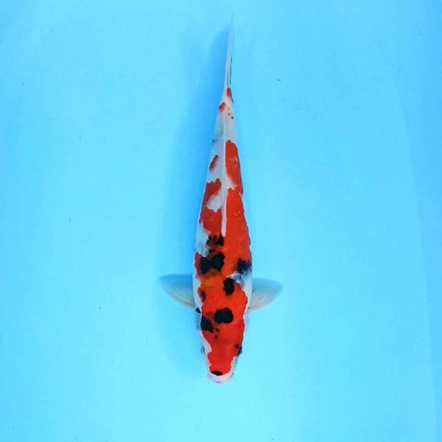 1. Showa Tategoi || 34 cm || Jantan