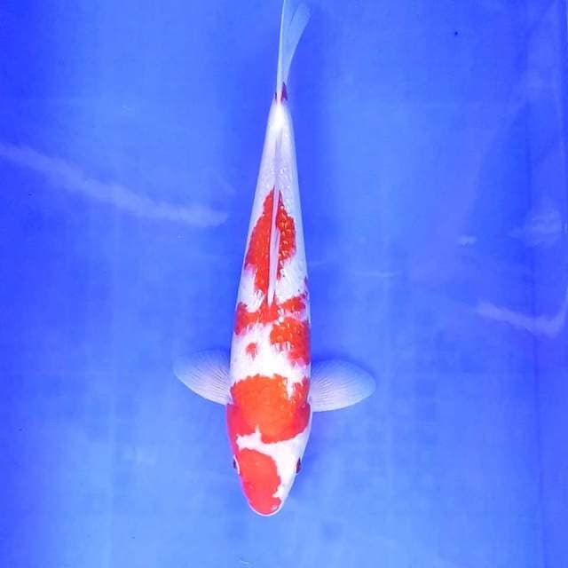 6. Kohaku Ginrin || 35 cm || Jantan