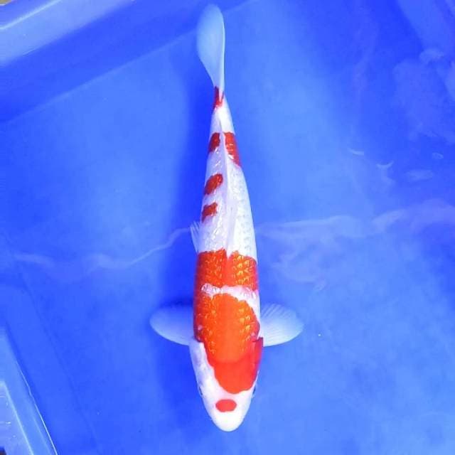 7. Kohaku Ginrin || 34 cm || Jantan