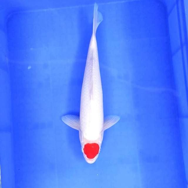 8. Tancho || 36 cm || Jantan