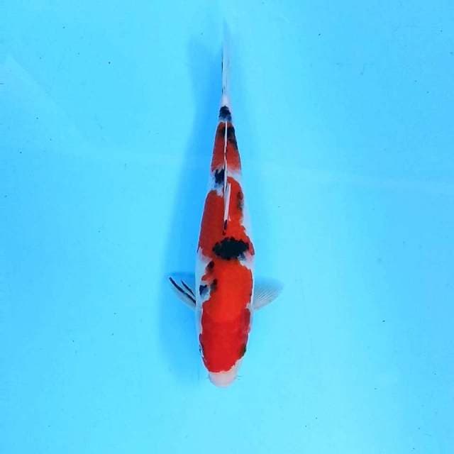 9. Sanke || 27 cm