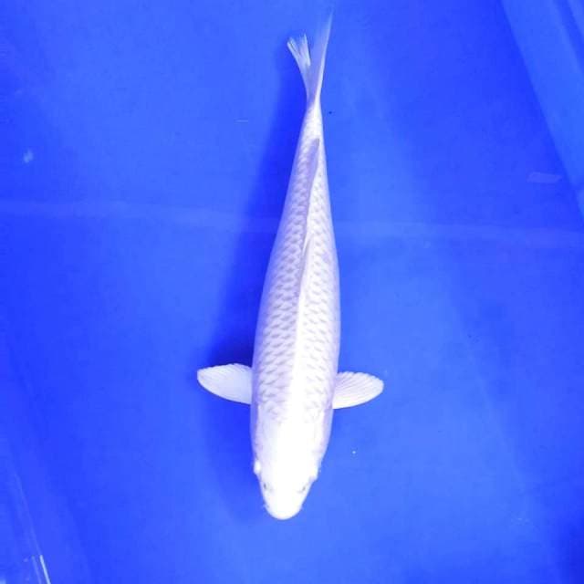 10. Platinum mulus || 32 cm