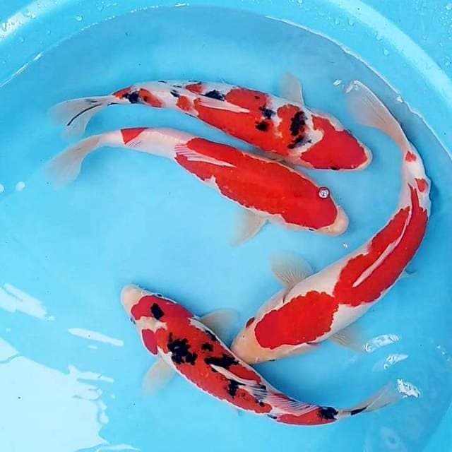 Kohaku sanke original