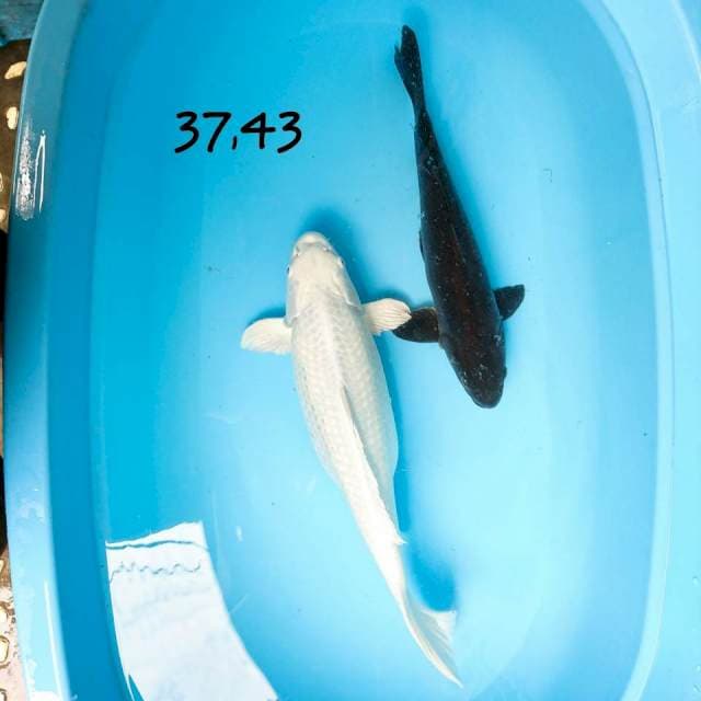 paket yin yang