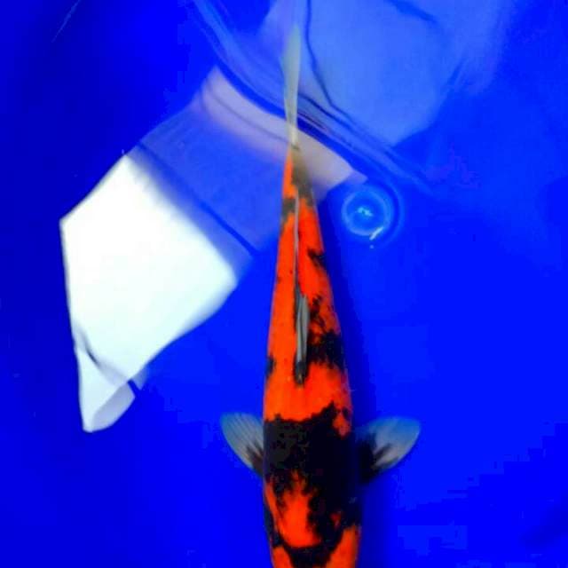 Hi showa 38 cm male