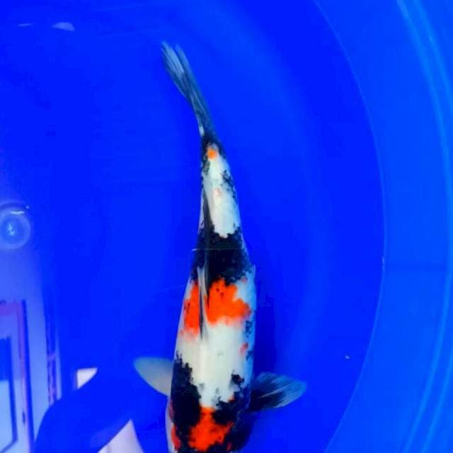 Kinday showa 37 cm famale