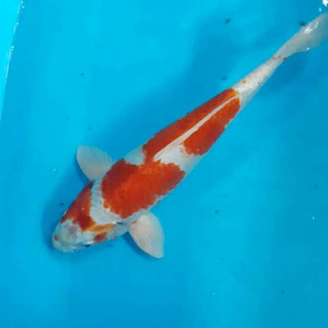 Kohaku hikari 36 cm