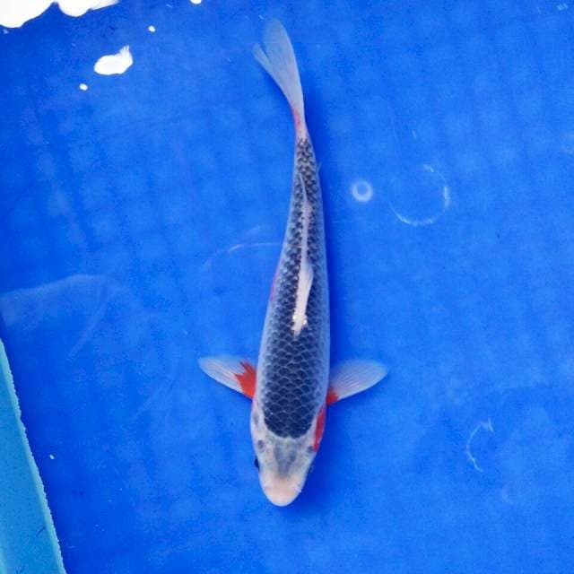 ASAGI BLUE. Male 20cm