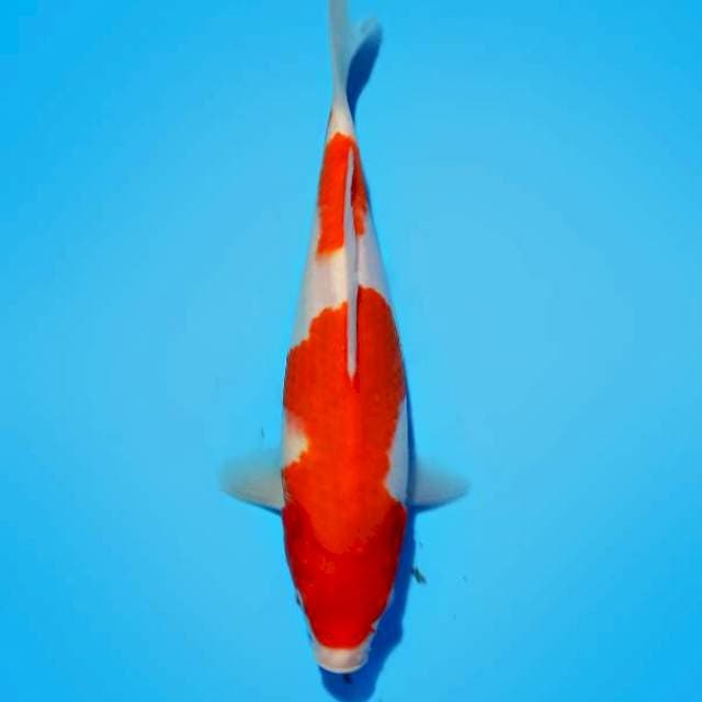 Kohaku 30cm
