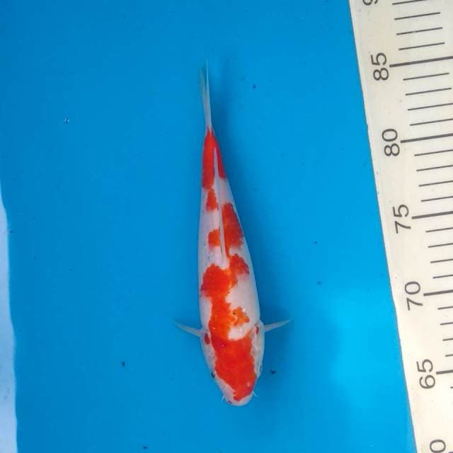 Kohaku 4