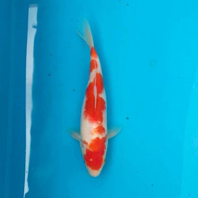 Kohaku 5