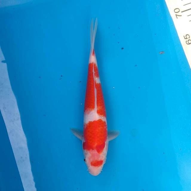 Kohaku 6