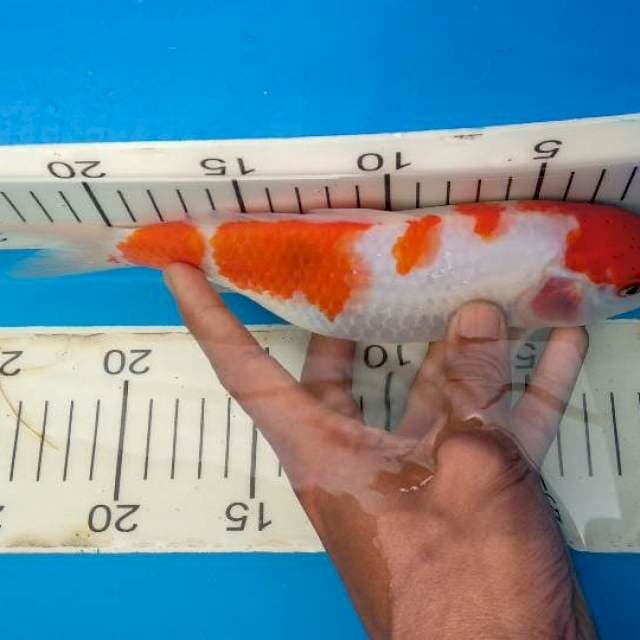 Kohaku
