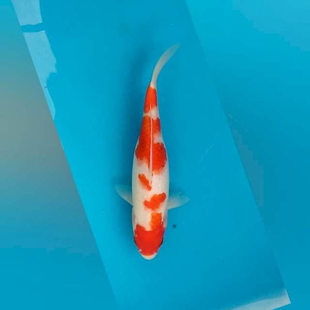 Kohaku 9