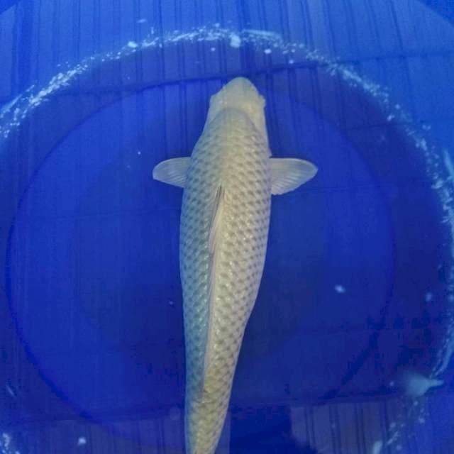 Soragoi bulki calon jumbo