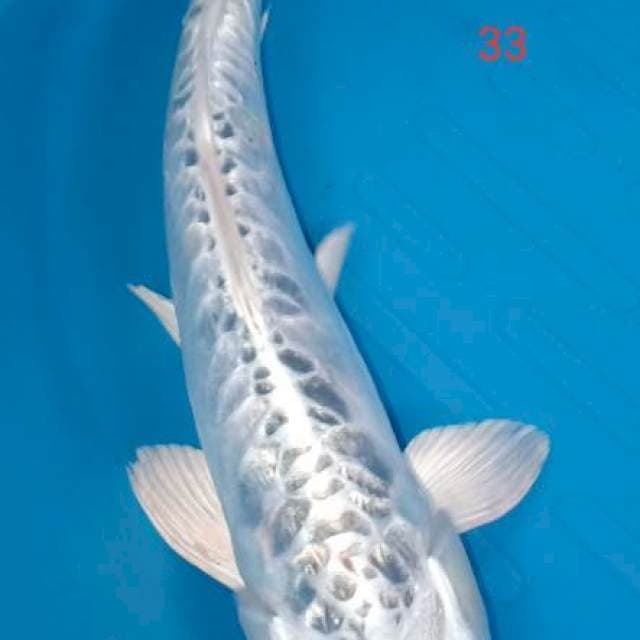 Cantik.33cm