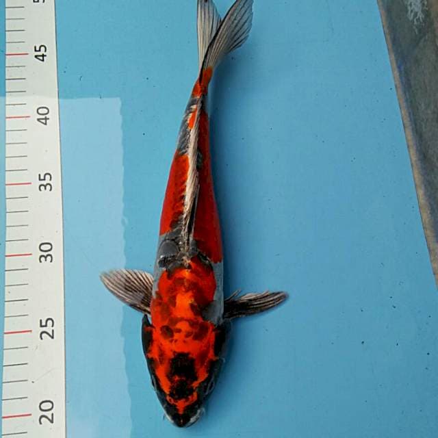 Red kiko 30cm male