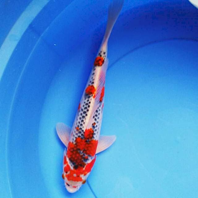 Goshiki 32cm male