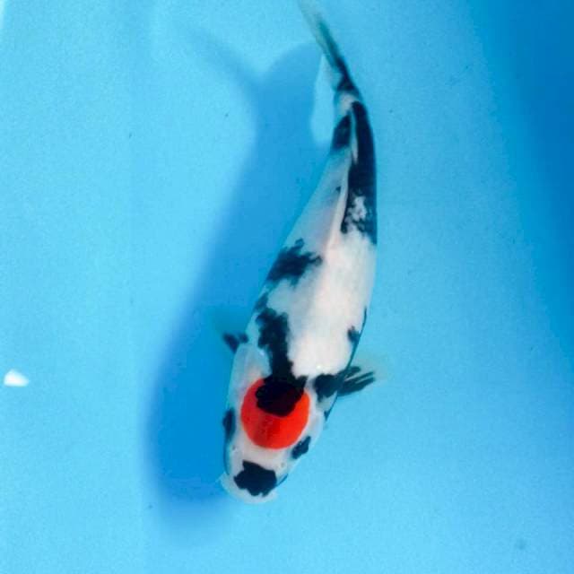 Tancho Showa, 28 cm