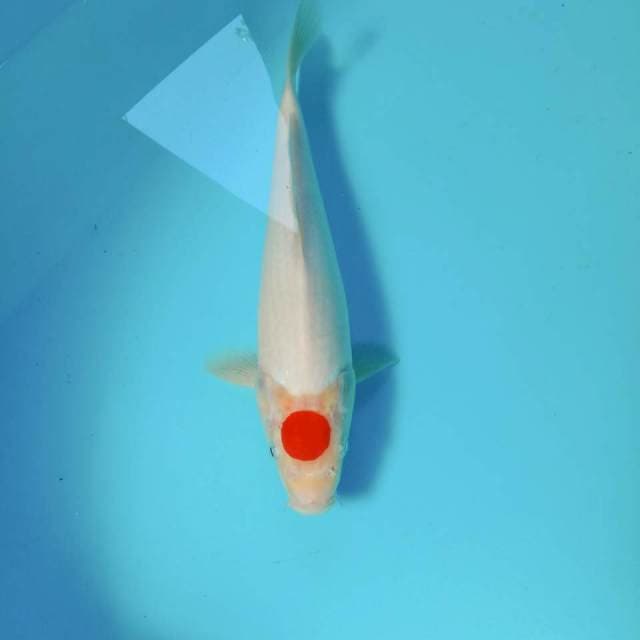 Tancho Kohaku, 26 cm