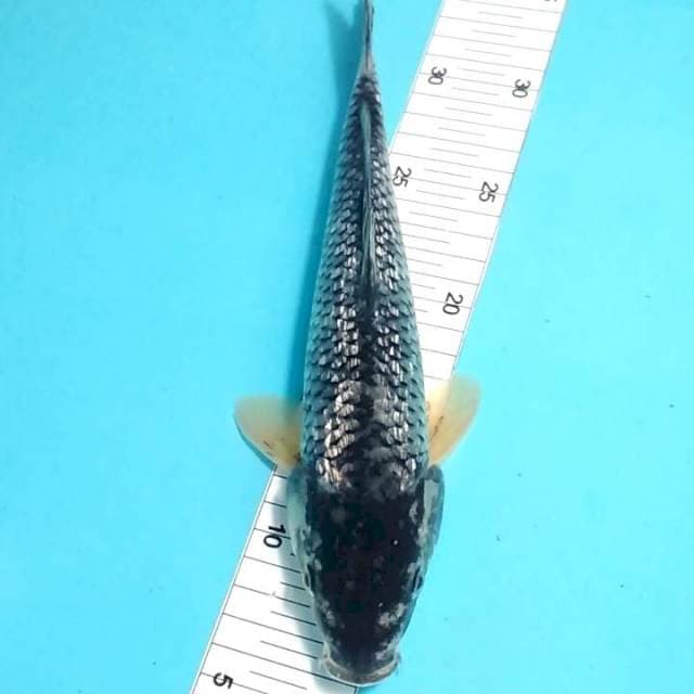 Ochiba ginrin 29 cm