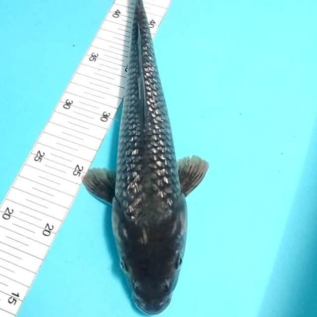 Ochiba ginrin 30cm