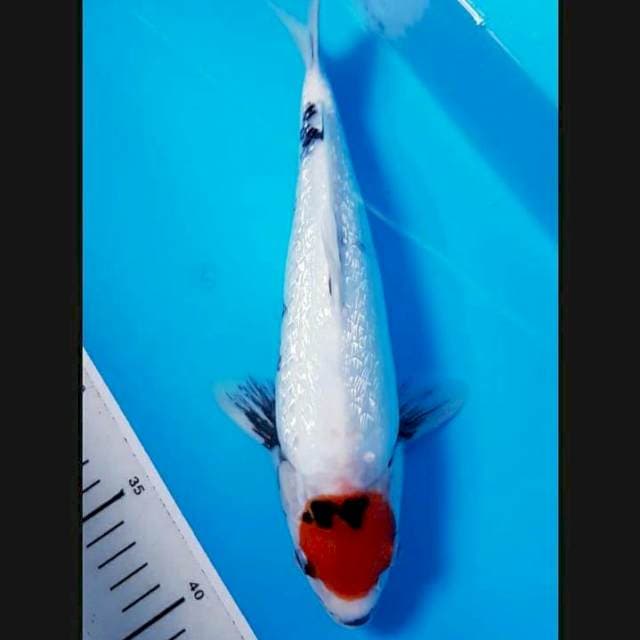 Tancho Showgin 30cm
