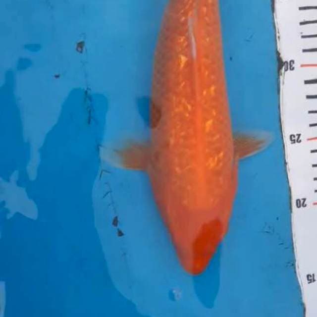 LOMBOK gindrin hot 32cm