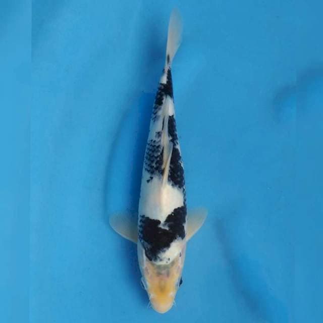 Okawa Shiro