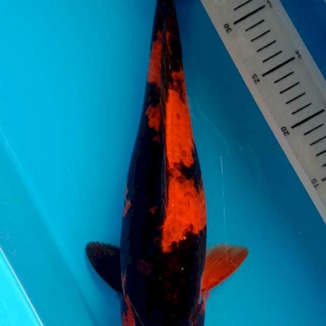 Utsuri 40cm, female