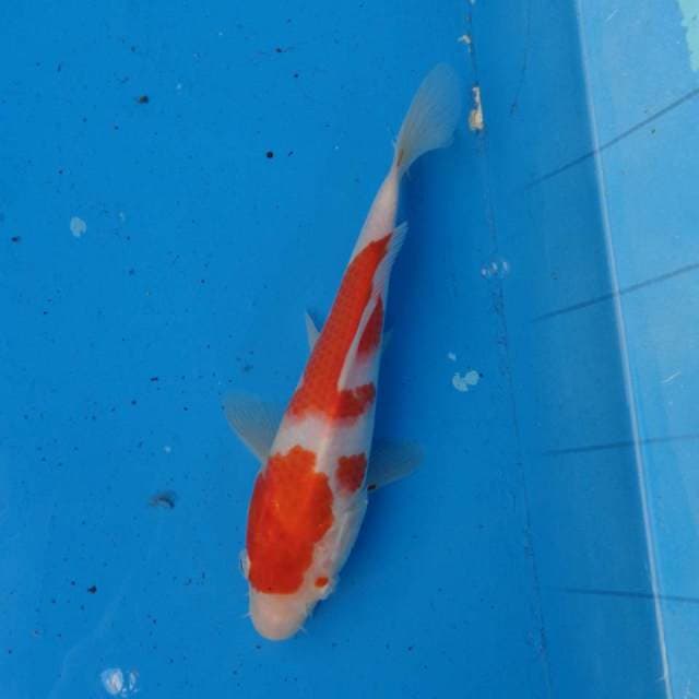 Kohaku Ori F1