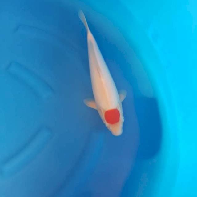 Tancho ori