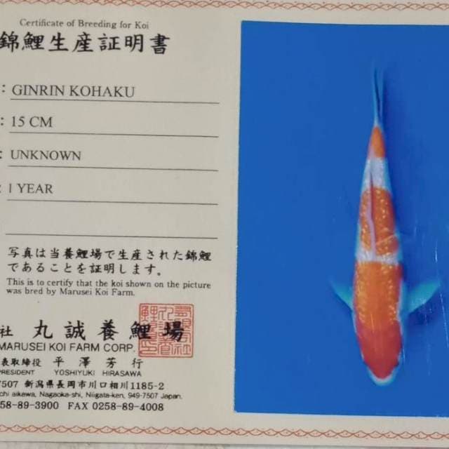 Ginrin kohaku tosai marusei farm