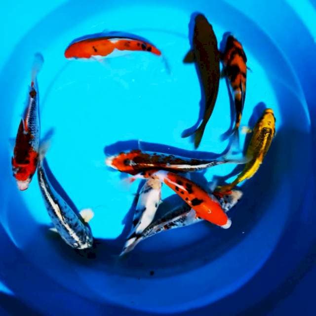 Mix koi 15-22 cm