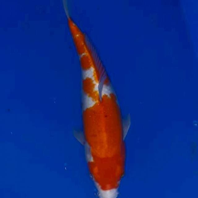 Kohaaku bulki 35cm
