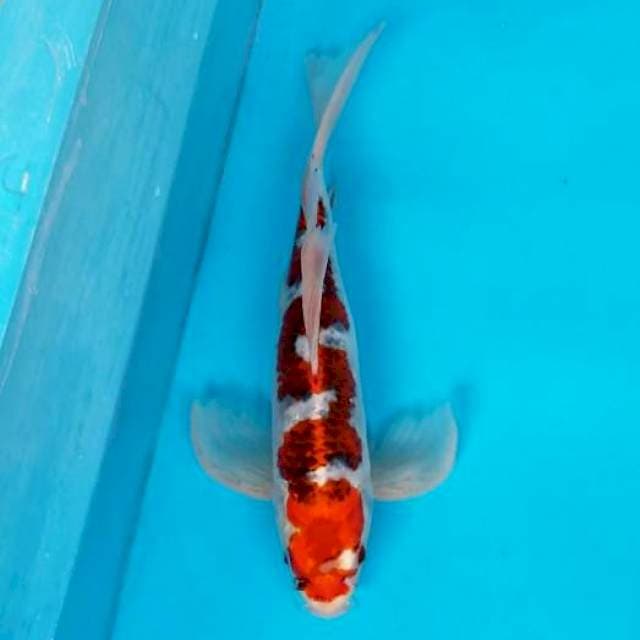KUMPAY RED GOSHIKI INAZUMA MALE 44 CM