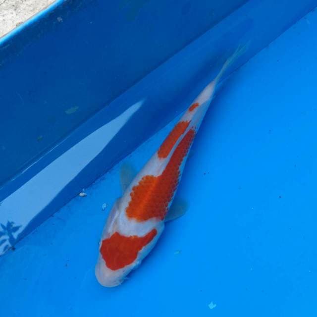 Kohaku Maruten F1