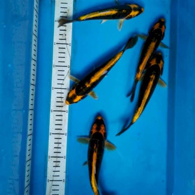BATMEN ( 5 ekor )
