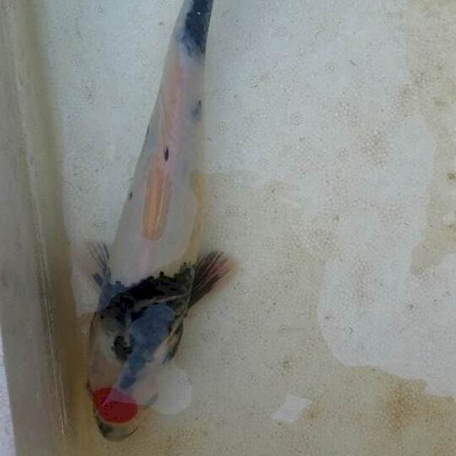 28cm